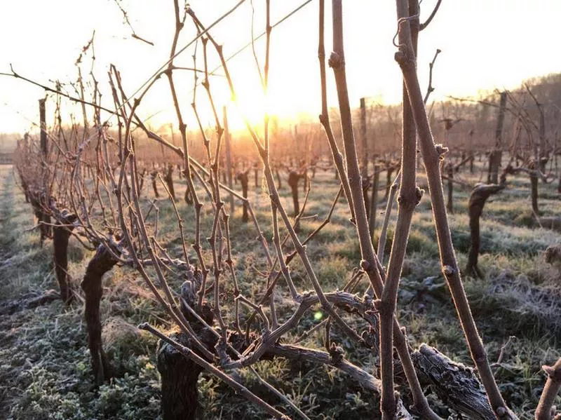 Vignoble, Blaye, Vignobles NOAILLES