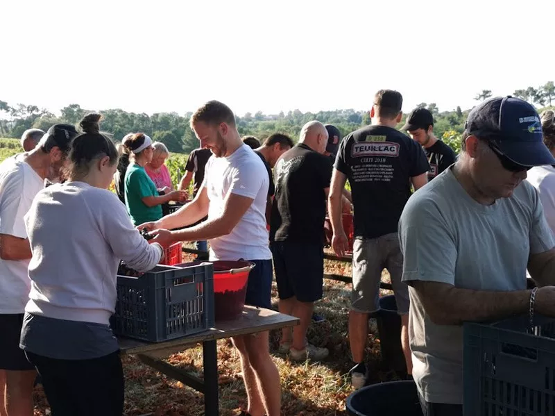Vignoble, Blaye, Vignobles NOAILLES