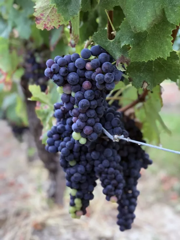 Vignoble, Blaye, Vignobles NOAILLES