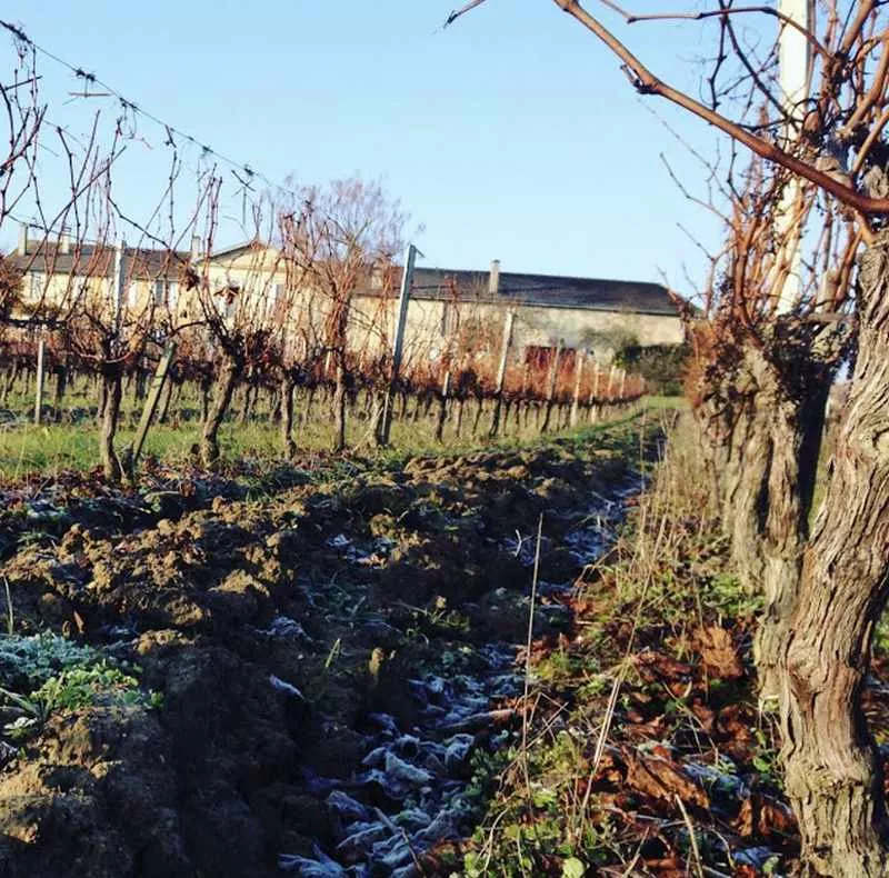 Vignoble, Blaye, Vignobles NOAILLES