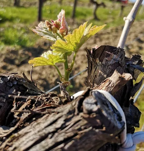 Vignoble, Blaye, Vignobles NOAILLES