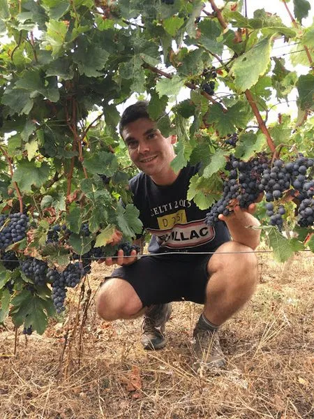 Vignoble, Blaye, Vignobles NOAILLES