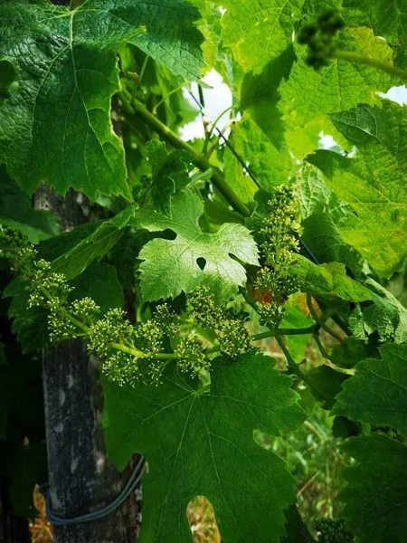 Vignoble, Blaye, Vignobles NOAILLES