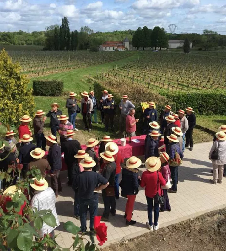 Vignoble, Blaye, Vignobles NOAILLES