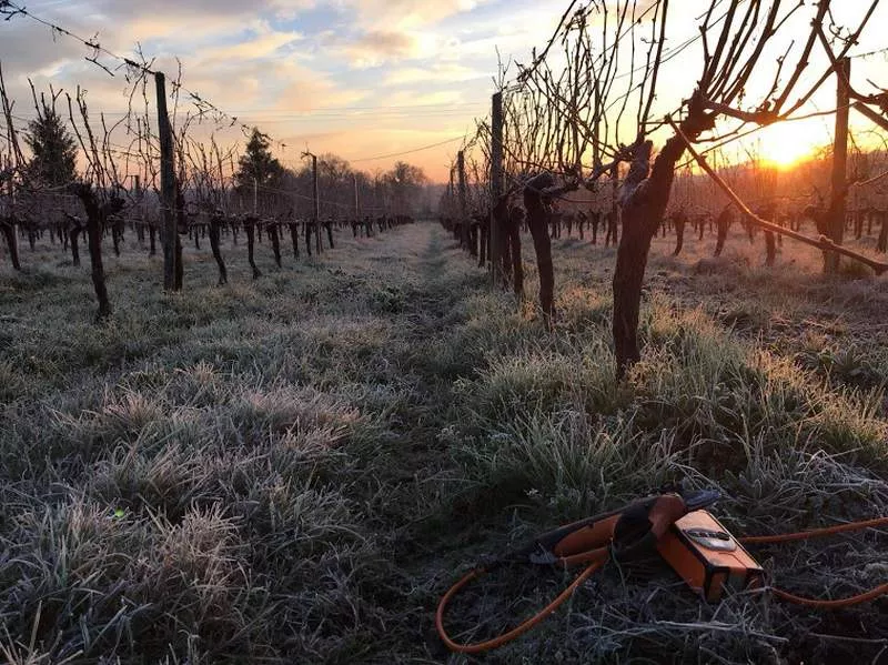 Vignoble, Blaye, Vignobles NOAILLES
