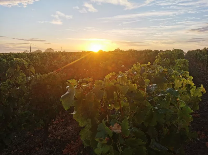 Vignoble, Blaye, Vignobles NOAILLES