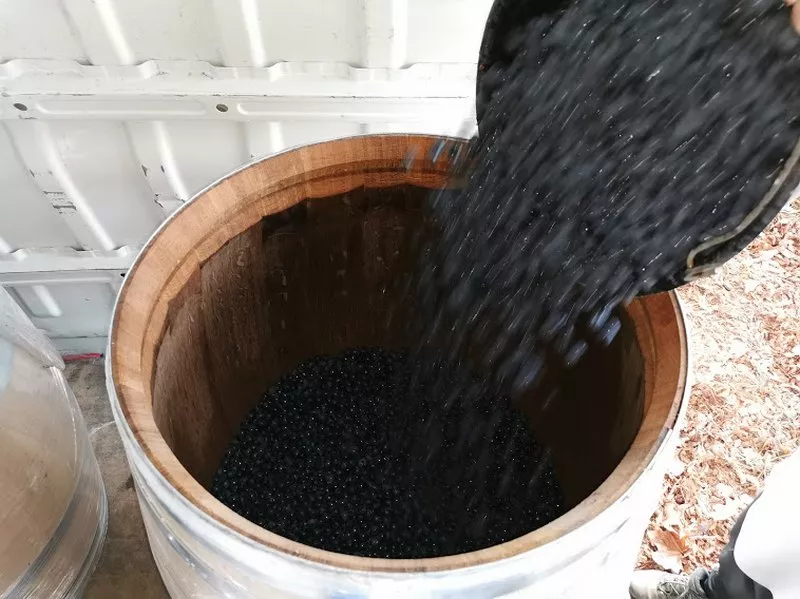 Vignoble, Blaye, Vignobles NOAILLES