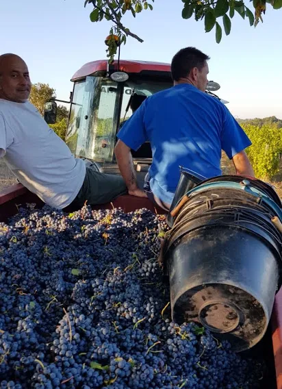 Vignoble, Blaye, Vignobles NOAILLES