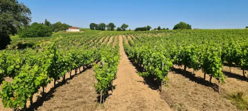 L'évolution de la vigne à Bourg, Bourg, Vignobles NOAILLES