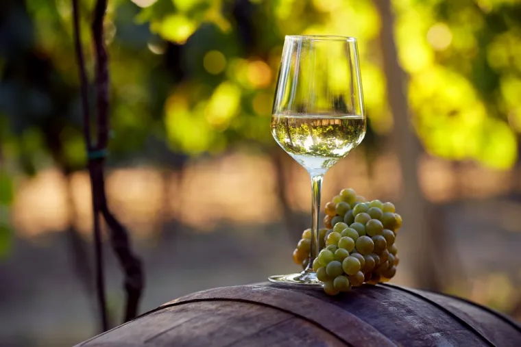  Déguster un blancs moelleux de 2020 dans un vignoble du sud-ouest, Blaye, Vignobles NOAILLES