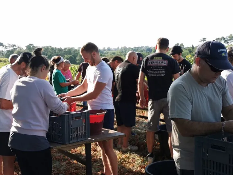 Visite du vignoble et du chai d'un domaine familiale en campagne, Blaye, Vignobles NOAILLES